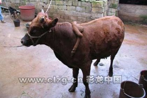Шестинога корова з'явилася в одному з китайських сіл