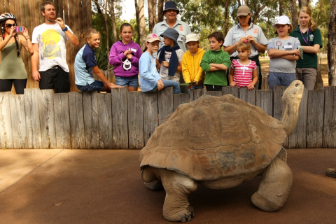 Питомцы зоопарка в австралийском городе Даббо