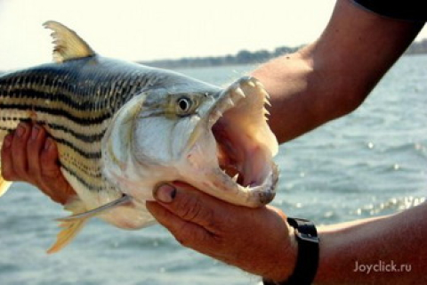 Тигровая рыба Голиаф свидетельствует о многообразии водного мира реки Конго 
