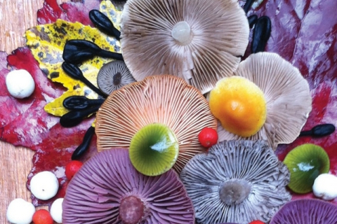 Волшебные грибы как произведения искусства: фотоработы Джилл Блисс