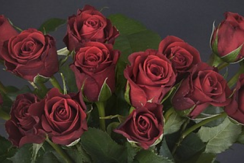 101 роза: что символизирует, как правильно подарить, какие цвета выбрать