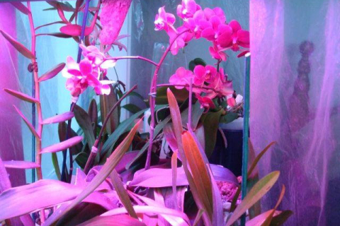 Искусственное освещение для орхидей