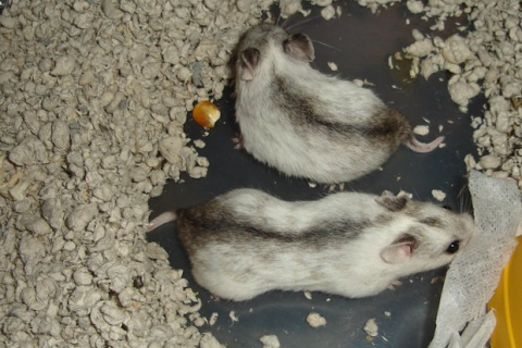 Аномальне тепло завадило мишам і хом'якам виростити дітей, — дослідження