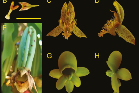 Щоб привабити бджіл квітки орхідеї запахли по-різному, — дослідження