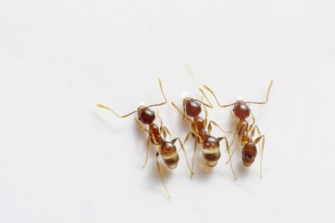 Запах актинобактерій підказав мурашкам сприятливе місце для колонії