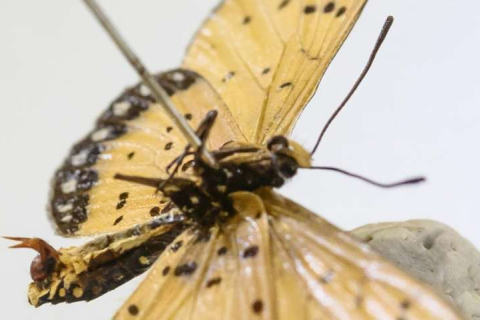 Боротьба за "пояс вірності" не прискорила еволюцію метеликів, — дослідження