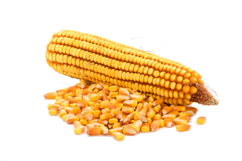 Выбор гибридов подсолнечника и кукурузы для выращивания на украинских полях