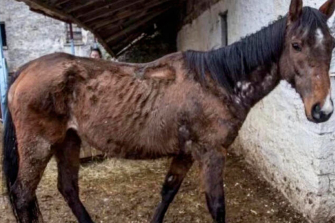Скаковая лошадь, проданная за более чем $300 000 и оставленная в грязном сарае умирать от голода, спасена. ФОТОрепортаж