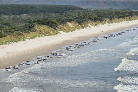 230 китообразных выбросились на берег в Австралии, "около половины" предположительно погибли