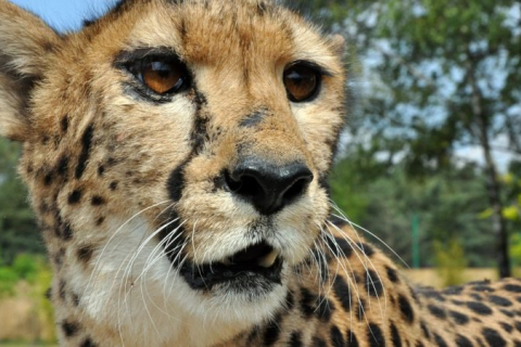 В Индии начинается реинтродукция гепардов