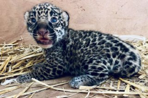 Французький зоопарк Бордо-Пессак повідомив про народження дитинча рідкісного ягуара