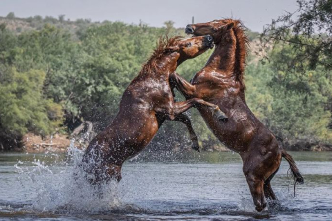 Фотограф робить неймовірні знімки диких коней Аризони (ФОТО)