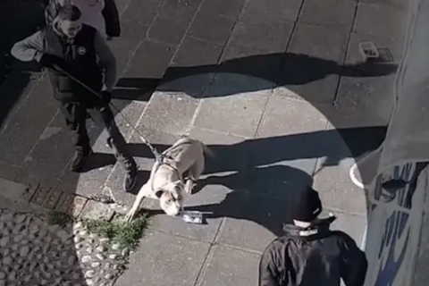 Собак буллі XL заборонять в Британії після чергового нападу (ВІДЕО)
