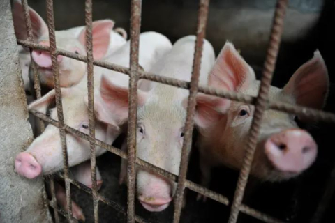 На півночі Італії забили понад 30 000 свиней для боротьби з чумою свиней 