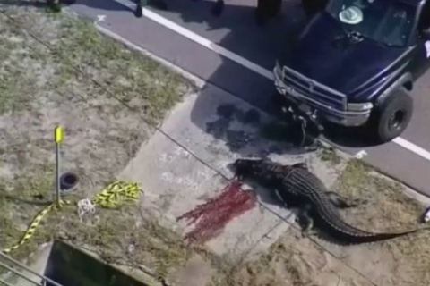 Алігатора вбили після того, як тіло американки знайшли в його пащі (ВІДЕО)