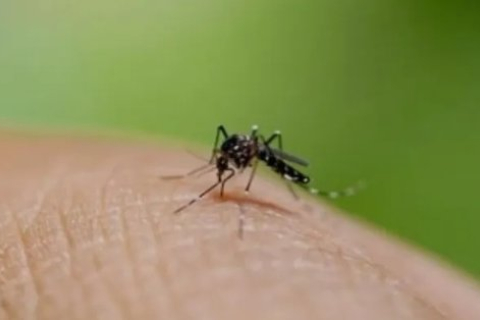 В Бангладеш зафиксировано 593 случая смерти от лихорадки денге