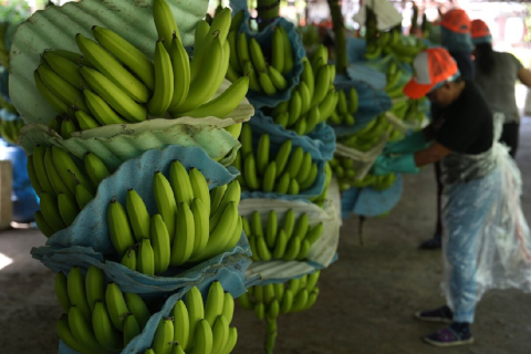 Контейнеры с бананами из Эквадора все чаще используются для перевозки кокаина