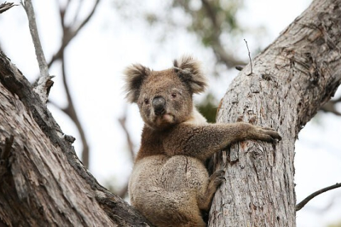 Австралія заборонила лісозаготівлю в заповіднику коал, щоб врятувати популяцію
