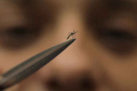 У Гондурасі випустили комарів, які допомагають боротися з лихоманкою денге (ВІДЕО)