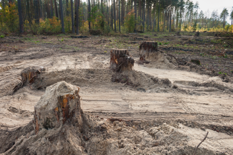 В Киеве хотят вырубить часть крупнейшего леса города