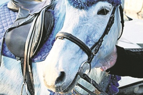 В зоопарке Харькова появилась синяя лошадь