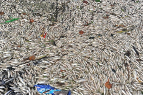 Много погибшей рыбы плавает в реке на северо-западе Китая