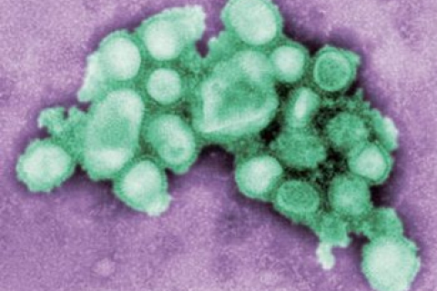 В Китае зафиксирован первый случай смерти от гриппа H1N1