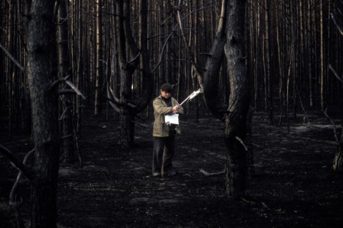 Учёные: Чернобыльская радиация «консервирует» лес