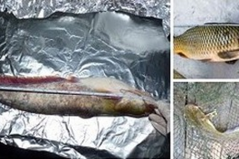Рыба из реки Янцзы может вызвать раннее половое созревание – Гринпис