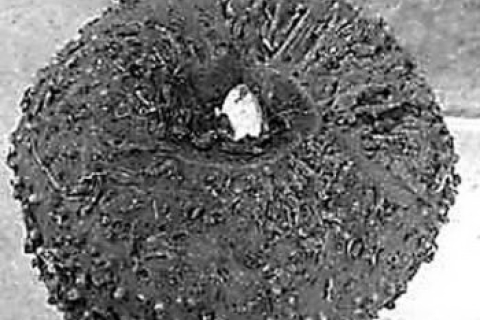 Пища для суставов 