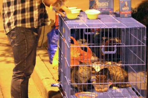 Тысячу котят выпустили в лес в Китае