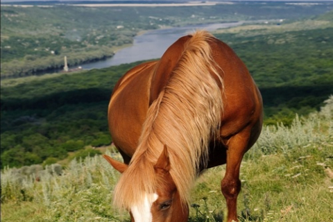 Лошадь — волшебное существо
