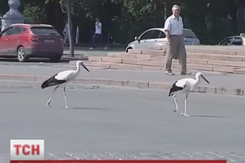 Аисты облюбовали центральную площадь Харькова