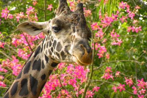 В крымском сафари-парке «Тайган» родился жирафёнок