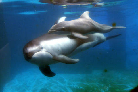 На восточном побережье США массово гибнут дельфины