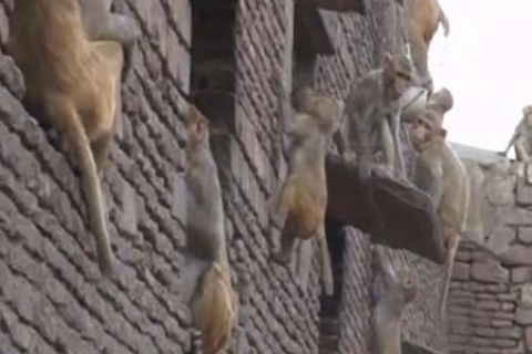 В Агре тысячи обезьян забираются в дома и воруют еду