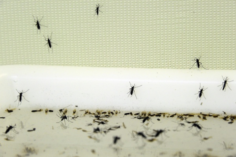 Бердянск борется с нашествием комаров