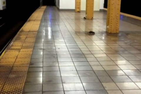 Нью-Йорк решает проблему с крысами