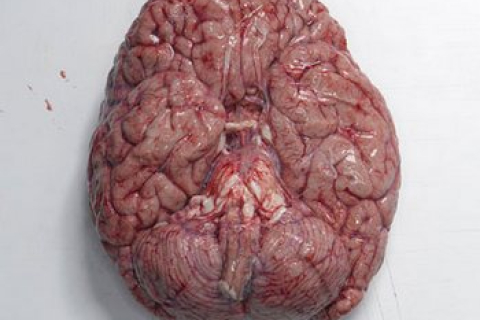 Китаец съел мозг мальчика, чтобы вылечиться от эпилепсии