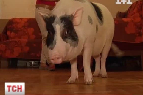 В центре Киева хозяева квартиры завели свинью вместо собаки