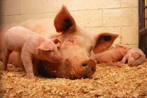 В России вспышка африканской чумы у свиней