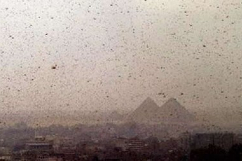 Египет, Судан и Саудовская Аравия борются с нашествием саранчи