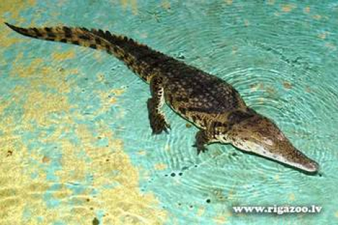 Самка нильского крокодила, пойманная в Латвии, переезжает в зоопарк Санкт-Петербурга