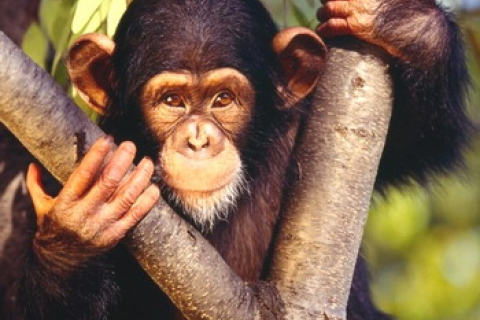 Шимпанзе изобрели удочку для термитов