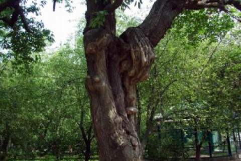 В Киеве семь многовековых деревьев станут памятниками