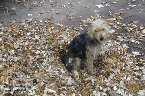 В селе под Киевом хотят ликвидировать более двух сотен собак