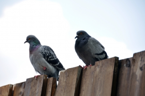 Киевские голуби страдают от странной болезни