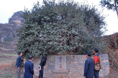 Китайский бизнесмен застраховал на миллион долларов чайное дерево