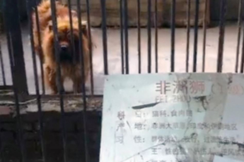 В китайском зоопарке выдавали собак за львов