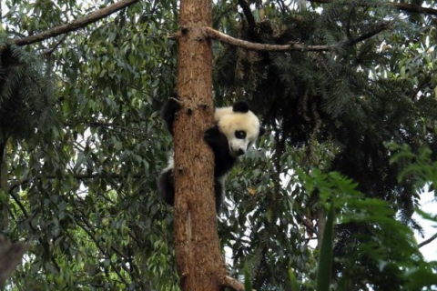 Китайские виноградники угрожают пандам